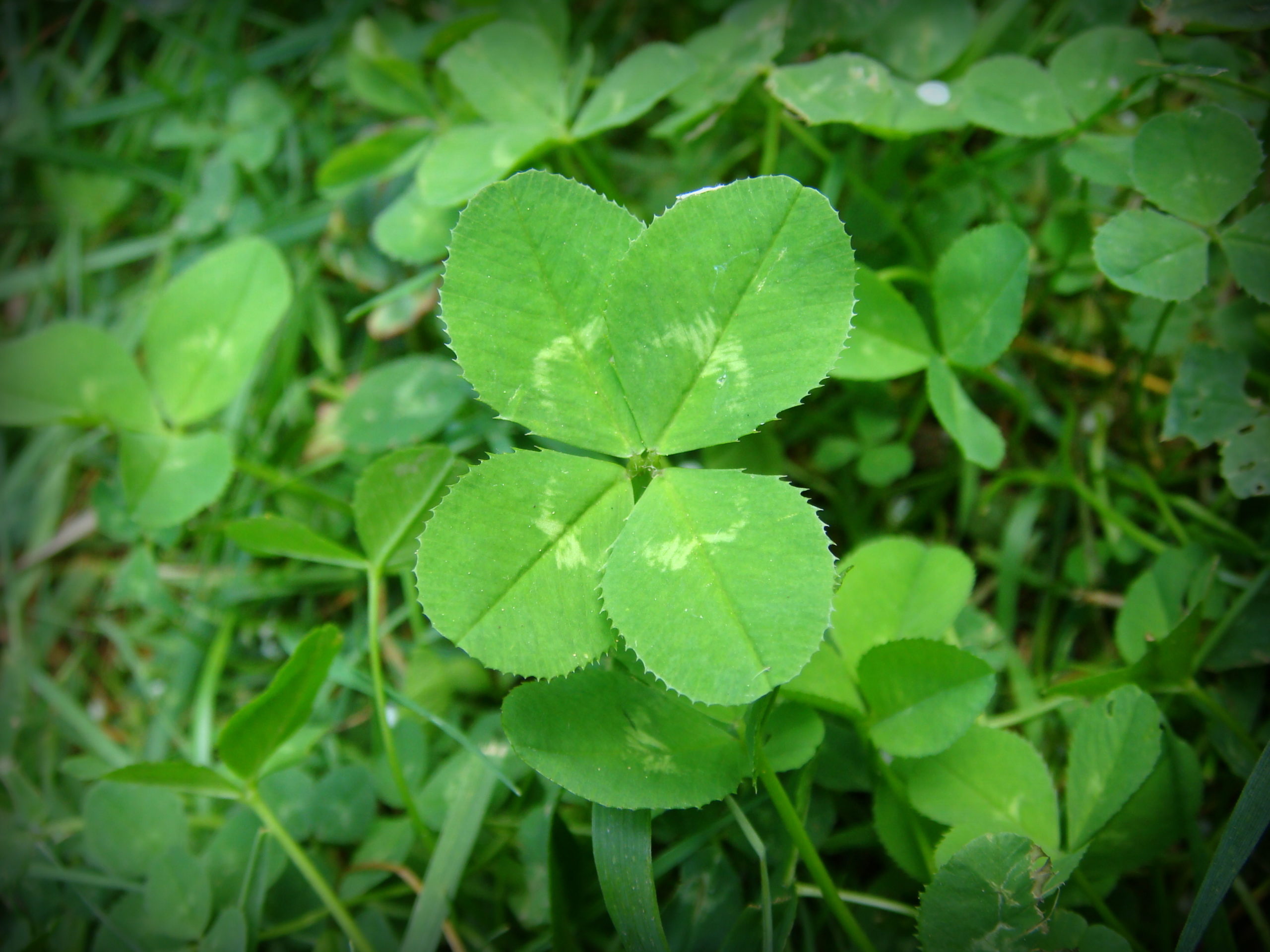 clover-the-medicinal-benefits-not-just-a-lucky-charm-pharmacy-consulting