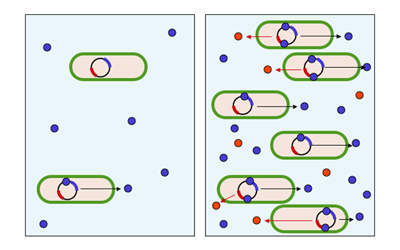 Quorum sensing and antibiotic resistance