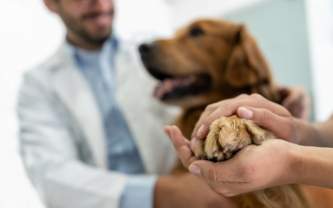 Wholesale Dealing in Veterinary Medicines