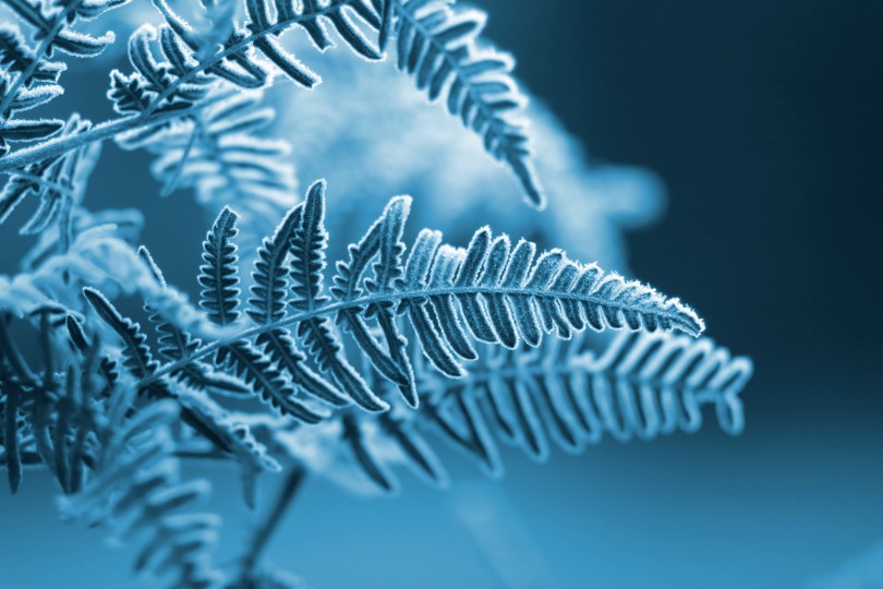 Adult Flu Season: Signing up to the correct PGD